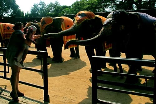Dịch Covid-19 khiến hơn 1.000 con voi tại Thái Lan thiếu thức ăn, phải đi xin ăn
