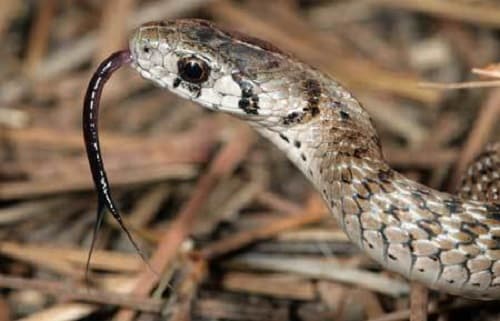 Những khám phá bất ngờ về lưỡi của rắn