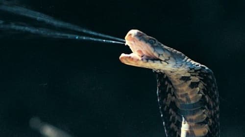 Nọc độc của rắn hổ mang chúa đáng sợ cỡ nào?