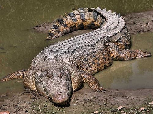 Tại sao cá sấu có thể nhịn ăn hàng tháng trời