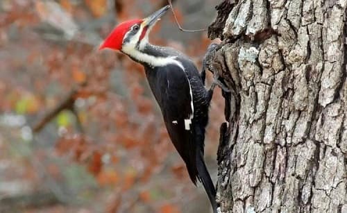 Tại sao đầu chim gõ kiến không bị làm sao khi mổ liên tục vào cây?