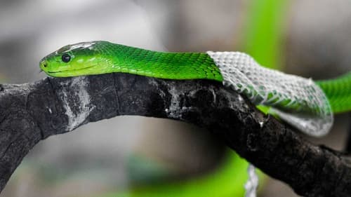 Tại sao rắn lại lột da, bao giờ chúng sẽ ngưng lột da?