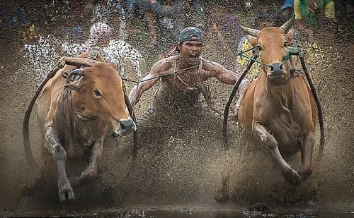 Độc đáo lễ hội đua bò ở Indonesia