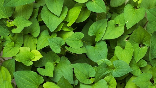 Cách giảm mẩn ngứa, rôm sảy cực hiệu quả từ loại các lá trong vườn