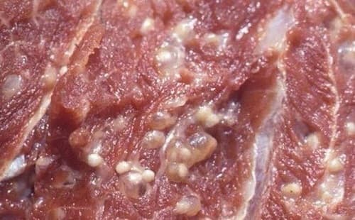 Cục Y tế dự phòng khuyến cáo 4 điều quan trọng phòng bệnh sán dây lợn và ấu trùng sán lợn