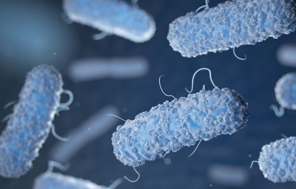 Vi khuẩn Salmonella cực nguy hiểm lây thế nào, cách phòng ngừa Salmonella chuẩn xác