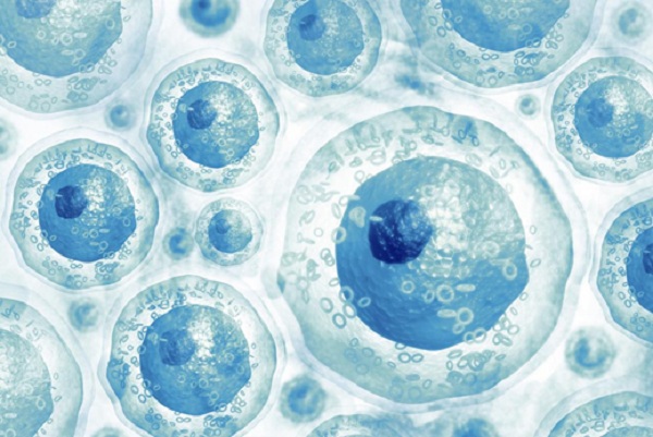 Vì sao máu cuống rốn chứa nhiều tế bào gốc?
